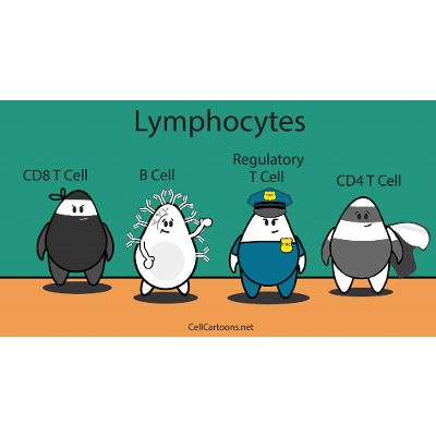 Lymphocytes - Cell Cartoons icon