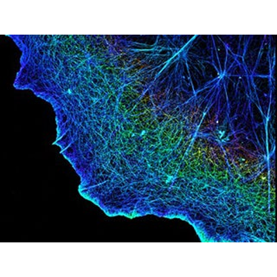 Single-Molecule Imaging: Capturing Nanoscale Cellular Machines in Action icon