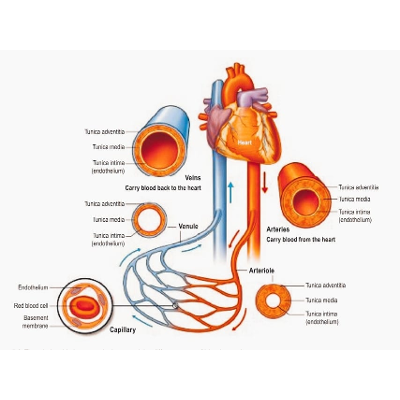 Heart Structure and Position icon