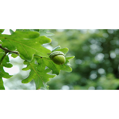 English in the world today icon