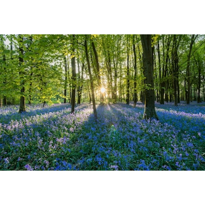 Forest bathing: what it is and where to do it icon