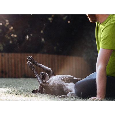 Monkeypox can spread from humans to pets: What to know icon