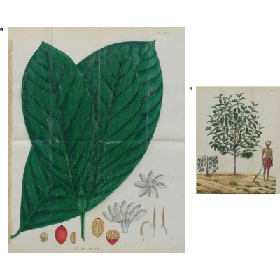 The re-emergence of Liberica coffee as a major crop plant - Nature Plants icon