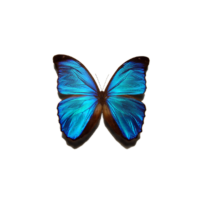 Bibi's Weekly Themes: At-Home Learning