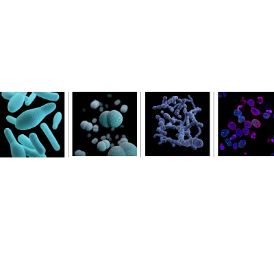Undergraduate Pathophysiology for Nurses icon