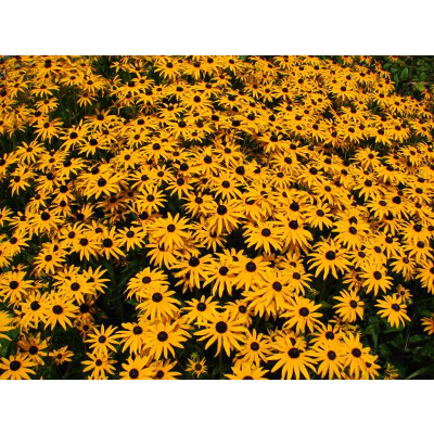 Ict Competencies icon