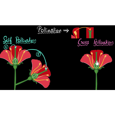 Pollination (self &amp; cross) | How do organisms reproduce | Biology | Khan Academy