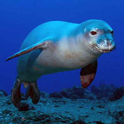 Designing Solutions to Preserve Biodiversity icon