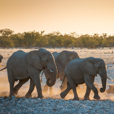 How Can We Measure Elephant Populations? icon