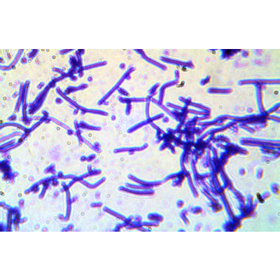 DISCOVER MICROBIOLOGY WITH HALOBACTERIUM SALINARUM! icon