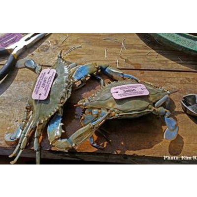 Human Impacts and Resilience