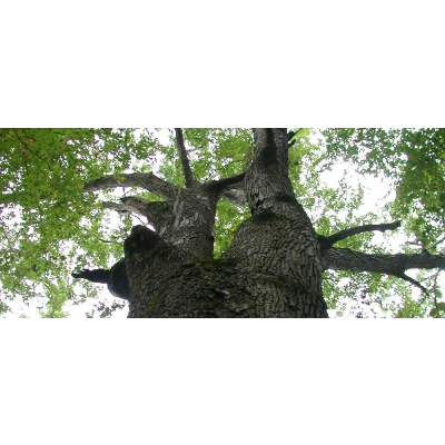 Carbon Cycling and Sequestration icon