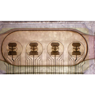 16 lab-grown brains run world’s first ‘living computer’ in Switzerland icon