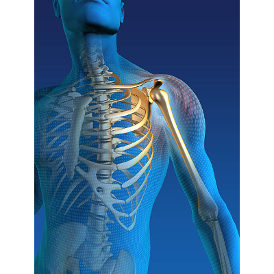 Kinesiology of the Shoulder Complex