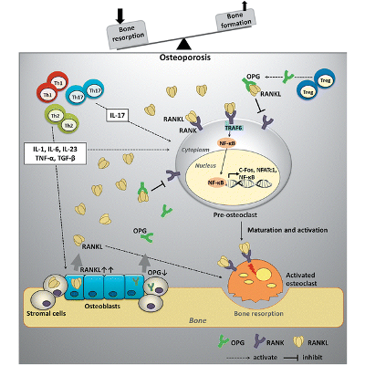 Osteoporosis: the current status of mesenchymal stem cell-based therapy - Cellular &amp; Molecular Biology Letters