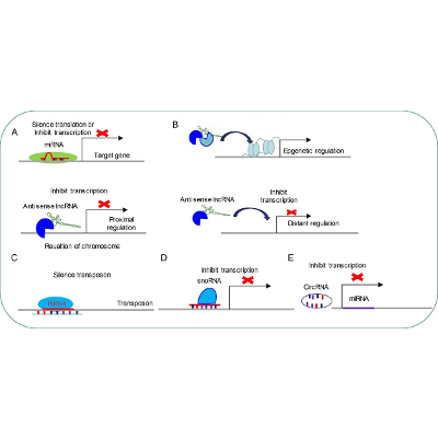 The Role of Non-Coding RNAs in Neurodevelopmental Disorders