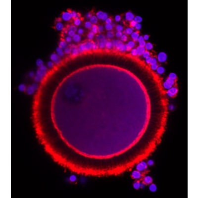 Tissue Engineering and Regenerative Medicine icon