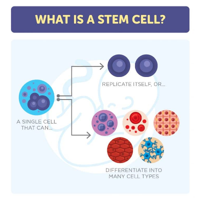 What Is A Stem Cell?