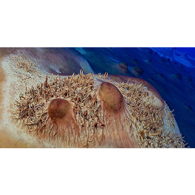 Microbial structures in Antarctic lake could reveal more about how life evolved icon