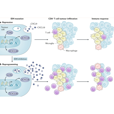 Brain immunology and immunotherapy in brain tumours icon