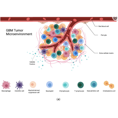 The Interplay between Glioblastoma and Its Microenvironment icon
