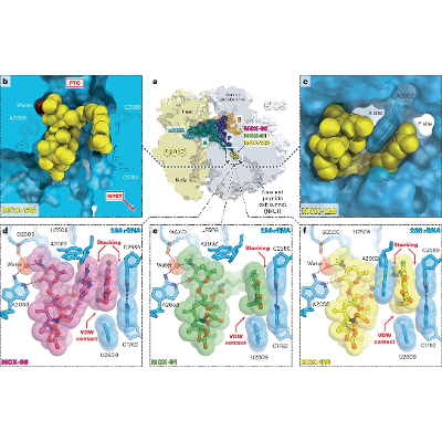 Dual action antibiotic could make bacterial resistance nearly impossible icon
