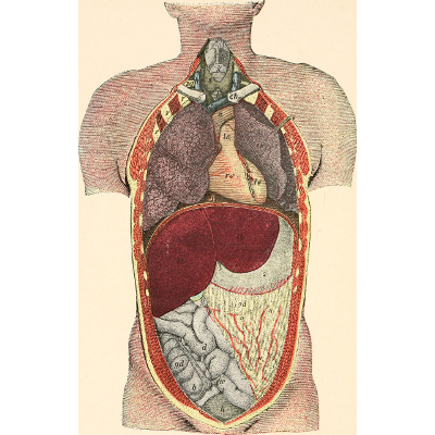 Human Biology 2nd edition