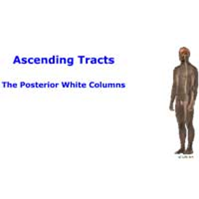 Ascending Tract: The Posterior White Columns icon