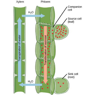 Transport of Water and Solutes in Plants icon