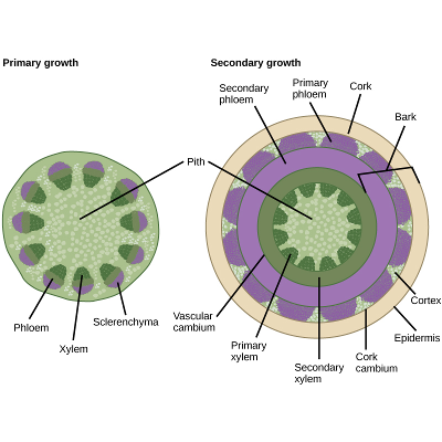 Plant Stem Anatomy icon