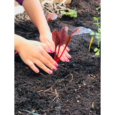 Can school gardens contribute to resilient communities from a scientific and eco-social perspective in early childhood education? icon