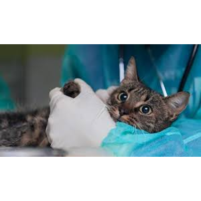 Cat Peeing Blood: Causes, Symptoms, and Treatment icon