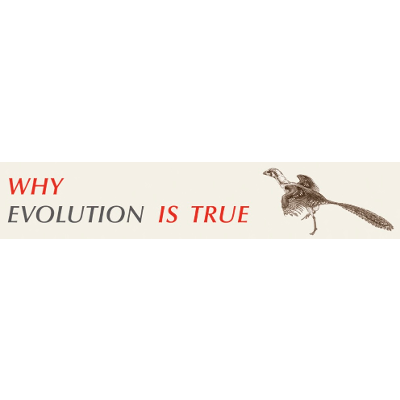 Why Evolution Is True Blog