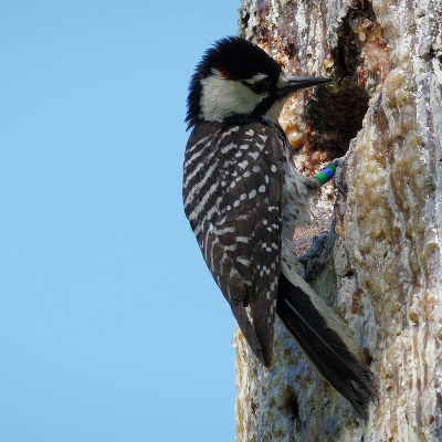 Interactive Case Study for Mapping Migrations icon