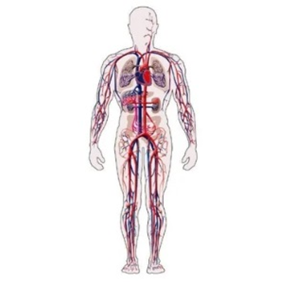 SISTEMA CIRCULATORIO HUMANO icon