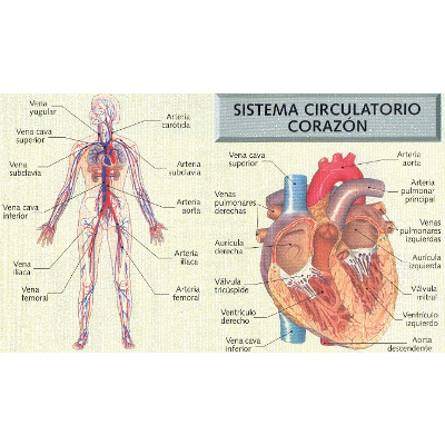 VIDEO SISTEMA CIRCULATORIO HUMANO icon