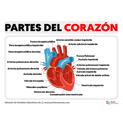 GUIA DIDACTICA SISTEMA CIRCULATORIO HUMANO icon