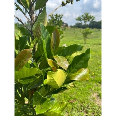 Zinc Oxide Nanoparticles Synthesized from Zinc (II)-2-Acetylpyrazine-4-Methylthiosemicarbazone Complex and Coffea Liberica Extract: Catalysis Study icon