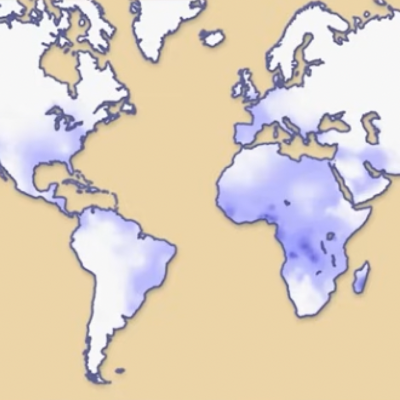Population Genetics and Sickle Cell Disease: Mechanisms of Evolution icon