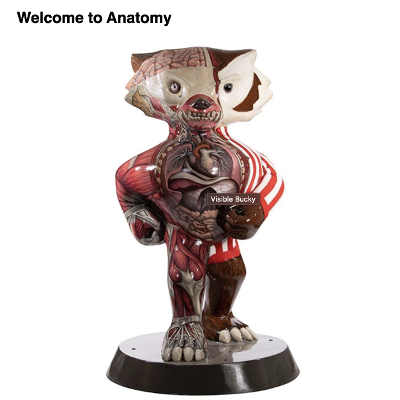 Anatomy 337 eReader icon