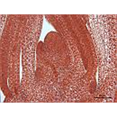 Plant Anatomy Database icon