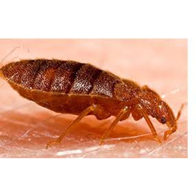 University of California, Riverside Research Finds Bed Bugs Hate Water | 647-710-0481 | Guard More Pest Control