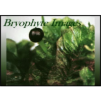 BRYOPHYTES icon