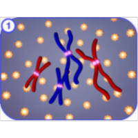 Meiosis icon