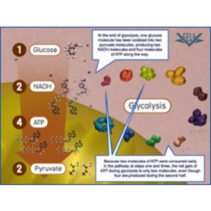 Glycolysis-The Reactions icon