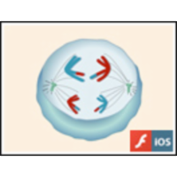 Meiosis icon