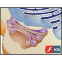 Vesicle Budding and Fusing