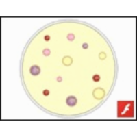 Isolation and Screening of Antibiotic Producers