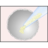 Human Embryonic Stem Cells