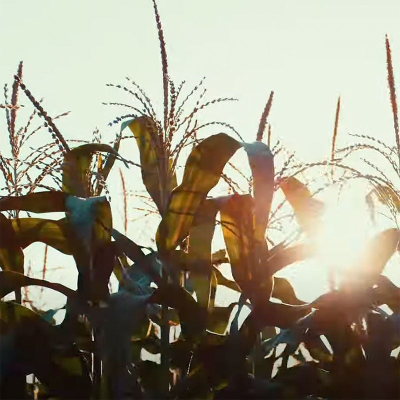 Interactive Case Study for Preserving Maize Genetic Diversity icon